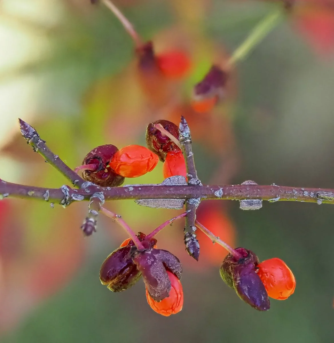 Euonymus alatus - “Burning Bush” — Marden Gardeners